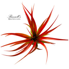 Load image into Gallery viewer, Air Plant