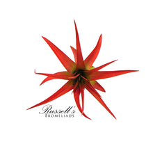 Load image into Gallery viewer, Air Plant