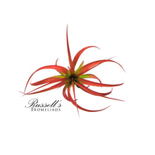 Load image into Gallery viewer, Air Plant