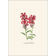 Load image into Gallery viewer, Vintage botanical illustration of Cardinal Flower with bright red blooms on cream background
