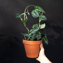 Load image into Gallery viewer, Mini Plant Stake Hoop - Gold