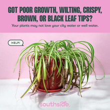 Load image into Gallery viewer, Spider plant with brown wilted leaf tips in red pot needing water treatment