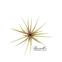 Load image into Gallery viewer, Air Plant