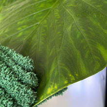 Load image into Gallery viewer, Leaf Love Gloves
