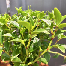 Load image into Gallery viewer, Healthy Peperomia Amigo Marcello plant with bright green succulent leaves and reddish stems