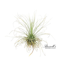 Load image into Gallery viewer, Air Plant