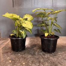 Load image into Gallery viewer, Two potted Syngonium Pink Allusion plants with variegated yellow-green leaves in black nursery containers