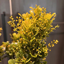 Load image into Gallery viewer, Aglaia odorata 'Chinese Perfume Plant'
