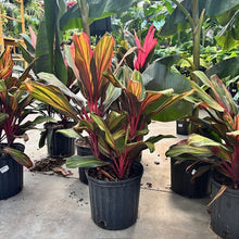 Load image into Gallery viewer, Cordyline TI