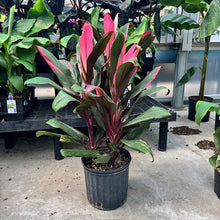 Load image into Gallery viewer, Cordyline TI