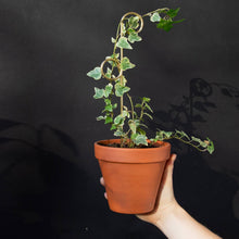 Load image into Gallery viewer, Mini Plant Stake Perch - Gold
