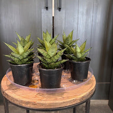 Load image into Gallery viewer, Three Sansevieria Pagoda Dark Form snake plants in black pots on wooden table