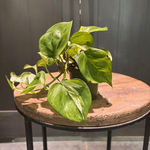 Load image into Gallery viewer, Epipremnum 'Manjula'