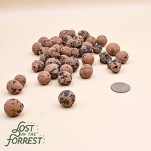 Load image into Gallery viewer, Brown clay pebbles with porous texture and dark spots scattered on beige surface with coin for scale