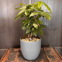Load image into Gallery viewer, Bonsai Assorted