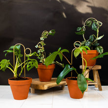 Load image into Gallery viewer, Gold metal plant stakes with circular designs supporting various potted houseplants on wooden stands