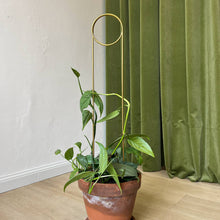Load image into Gallery viewer, Golden metal plant stake with circular top supporting climbing houseplant in terracotta pot