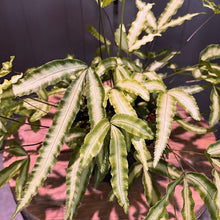 Load image into Gallery viewer, Pteris 'Silver Ribbon' Fern