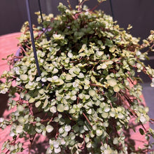 Load image into Gallery viewer, Pilea glauca Aquamarine plant with small round silvery-green leaves in hanging basket