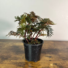 Load image into Gallery viewer, Begonia bipinnatifida