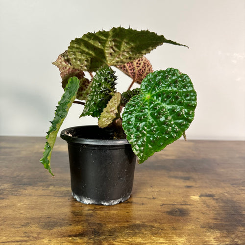 Begonia ferox