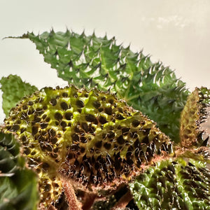 Begonia ferox