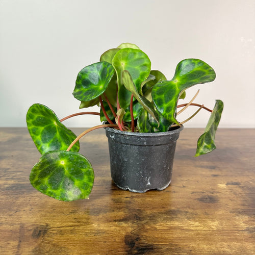 Begonia kingiana