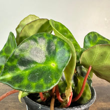 Load image into Gallery viewer, Begonia kingiana