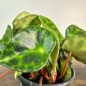 Begonia kingiana