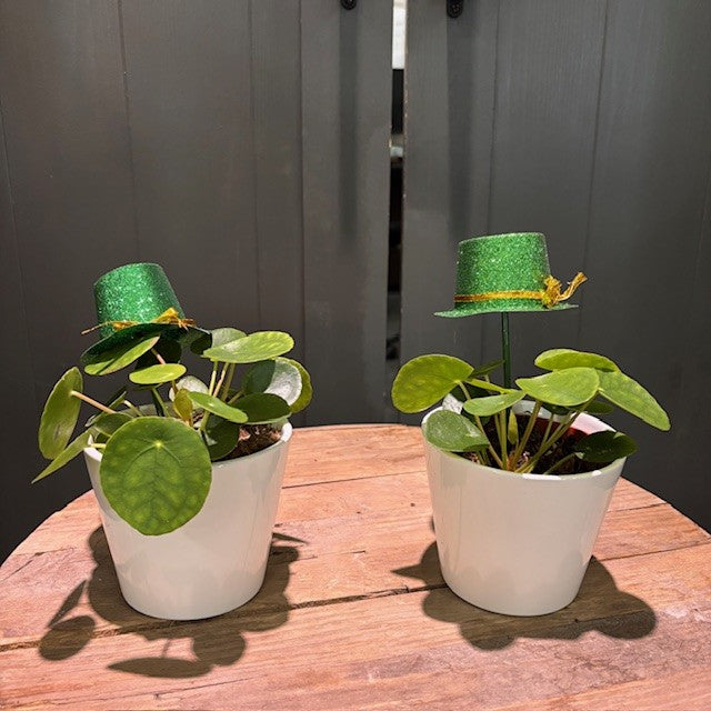 chinese money plants for sale Pilea 'Chinese Money Plant'