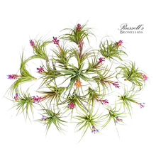 Load image into Gallery viewer, Air Plant