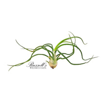 Load image into Gallery viewer, Air Plant