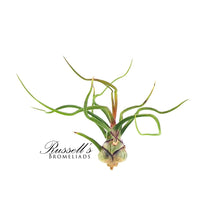 Load image into Gallery viewer, Air Plant