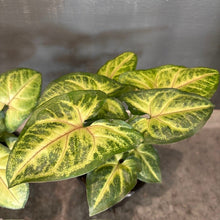 Load image into Gallery viewer, Syngonium Pink Allusion plant with variegated green and yellow heart-shaped leaves