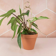 Load image into Gallery viewer, Gold metal plant stake with circular pompom design supporting green plant in terracotta pot