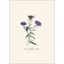 Load image into Gallery viewer, Botanical illustration of New England Aster wildflowers with purple petals and yellow centers