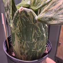 Load image into Gallery viewer, Variegated prickly pear cactus with green and cream mottled patterns in black pot