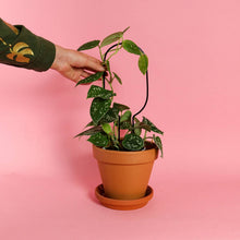 Load image into Gallery viewer, Mini Plant Stake Hoop - Black