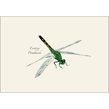 Load image into Gallery viewer, Eastern Pondhawk dragonfly illustration with green body and transparent wings on cream notecard