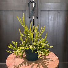 Load image into Gallery viewer, Rhipsalis micrantha 'Mistletoe Cactus'