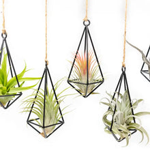 Load image into Gallery viewer, Black geometric hanging planters with air plants suspended by rope against white background