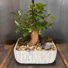 Load image into Gallery viewer, Bonsai Assorted