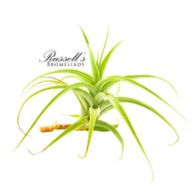 Load image into Gallery viewer, Air Plant