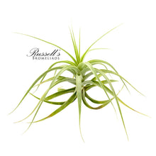 Load image into Gallery viewer, Air Plant