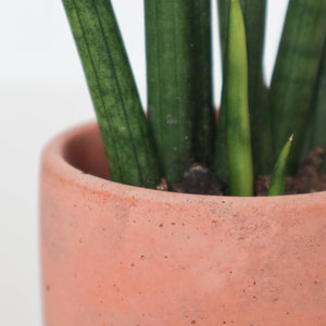 Concrete Planter with Arches - 3" | terra-cotta  