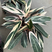 Load image into Gallery viewer, 8&quot; Calathea