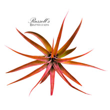Load image into Gallery viewer, Air Plant