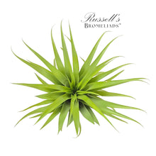 Load image into Gallery viewer, Air Plant