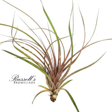 Load image into Gallery viewer, Air Plant