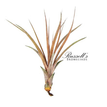 Load image into Gallery viewer, Air Plant